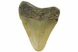 Juvenile Megalodon Tooth - North Carolina #152845-1